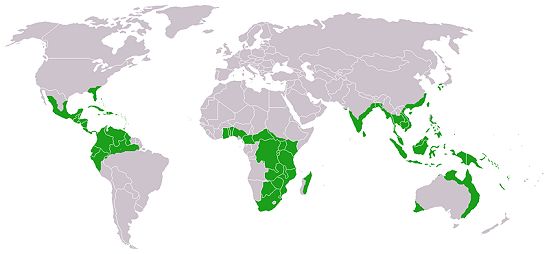 globe