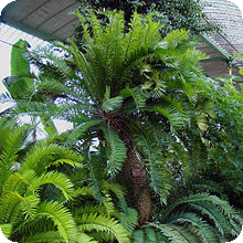E. altensteinii