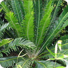 E. chimanimaniensis