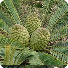 E. concinnus