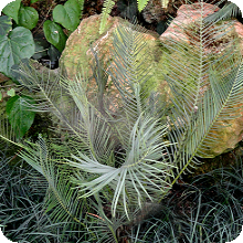 E. cycadifolius