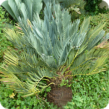 E. dolomiticus