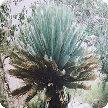 E. dyerianus