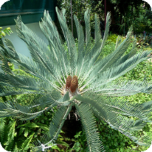 E. eugene-maraisii