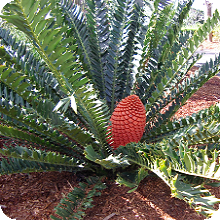 E. ferox