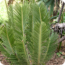 E. ghellinckii