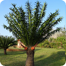 E. gratus