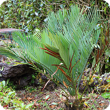 E. hirsutus