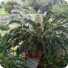 E. latifrons