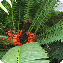 E. lebomboensis