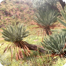 E. middelburgensis