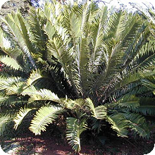E. msinganus