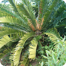 E. natalensis