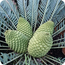 E. nubimontanus