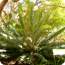 E. paucidentatus