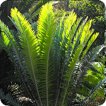 E. pterogonus