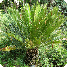 E. senticosus