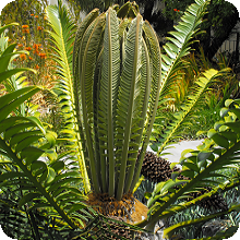 E. transvenosus