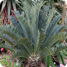 E. trispinosus