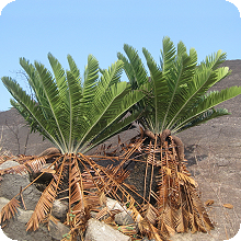 E. turneri