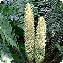 E. villosus