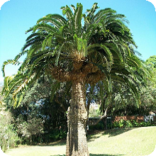 E. woodii