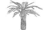 Cycad Trivia