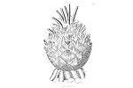 Cycad Trivia
