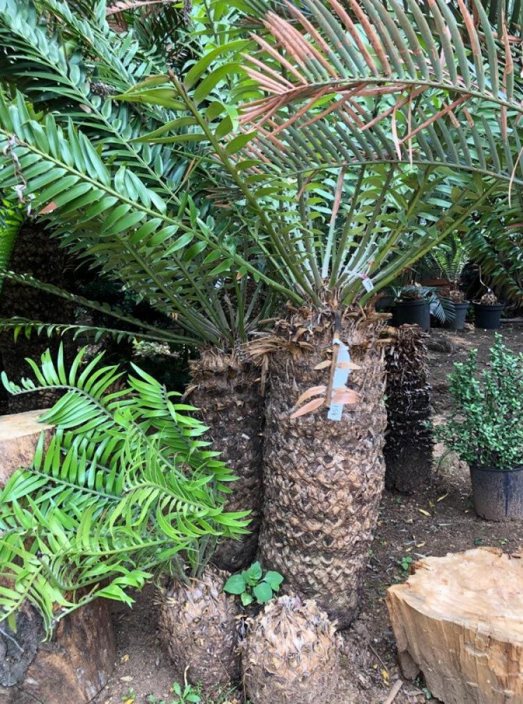 Natal Giant Cycad