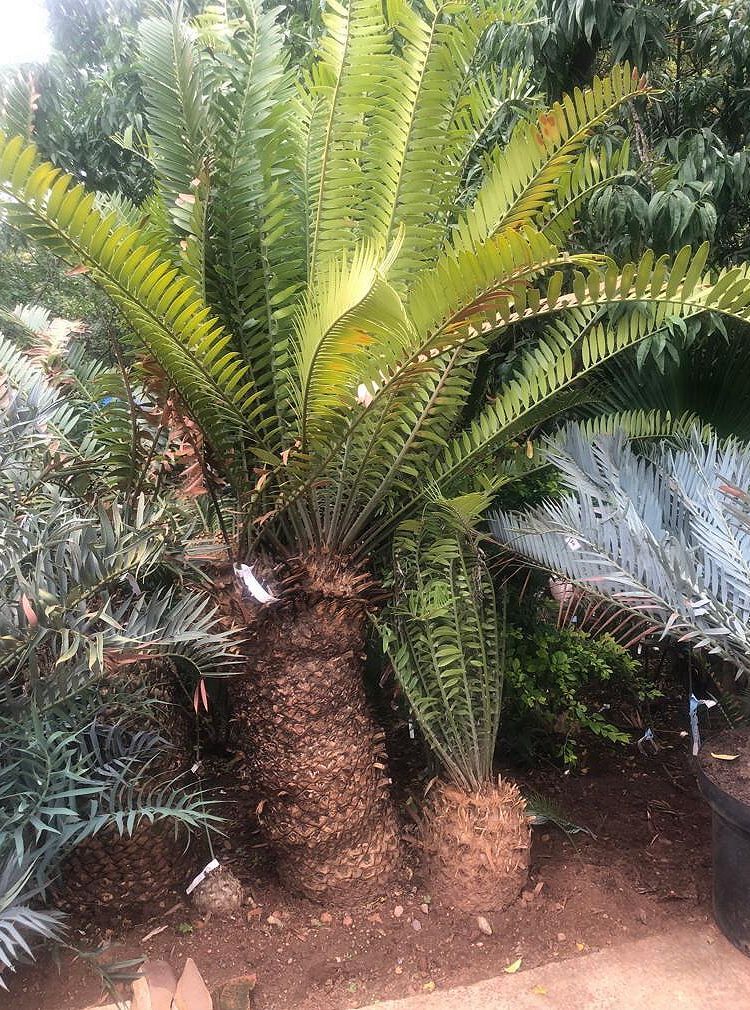 Natal Giant Cycad