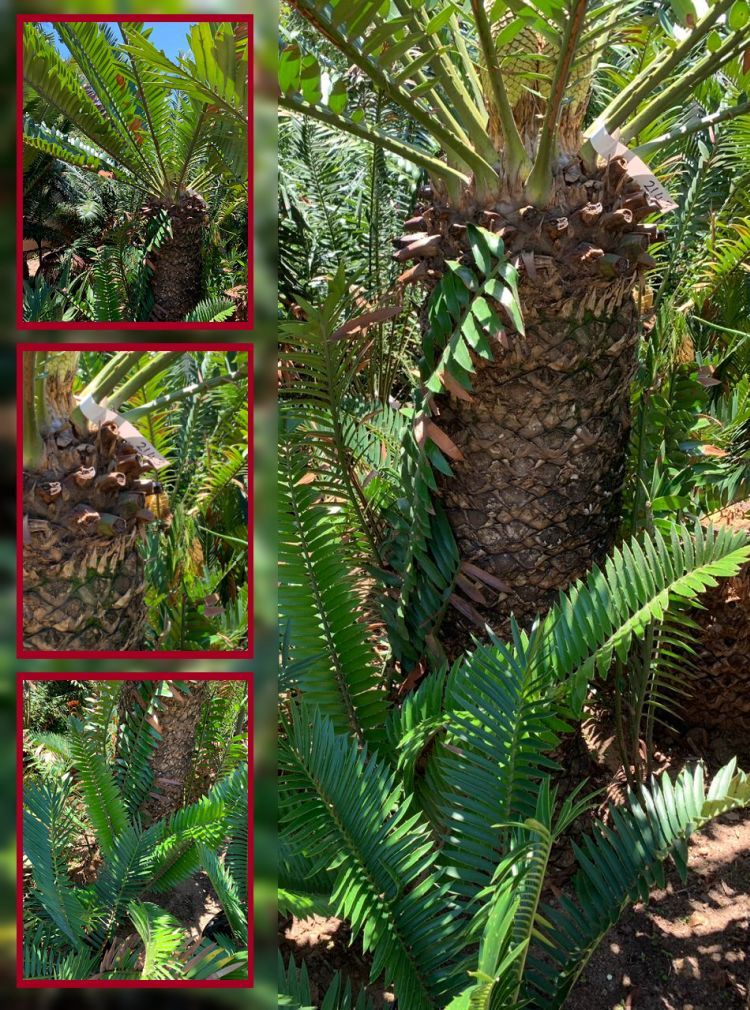 Natal Giant Cycad