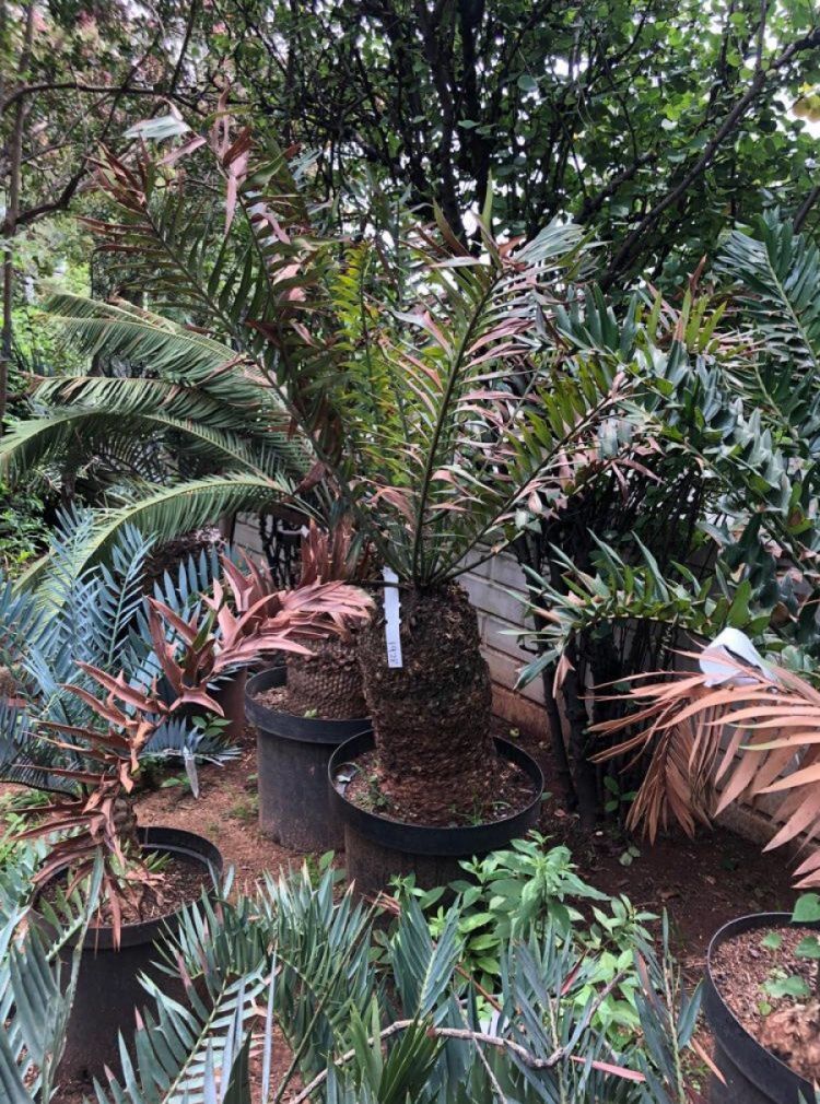 Alexandria Cycad