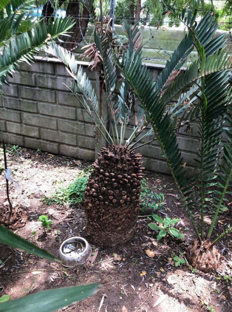 Suurberg Cycad