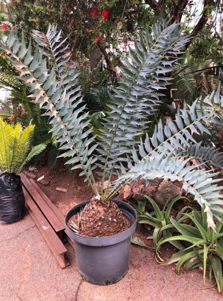 Alexandria Cycad