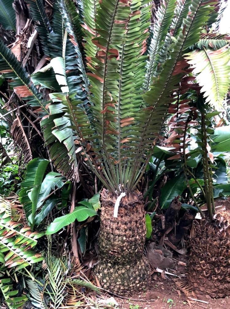 Modjadji Cycad