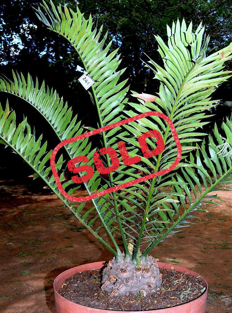 Alexandria Cycad