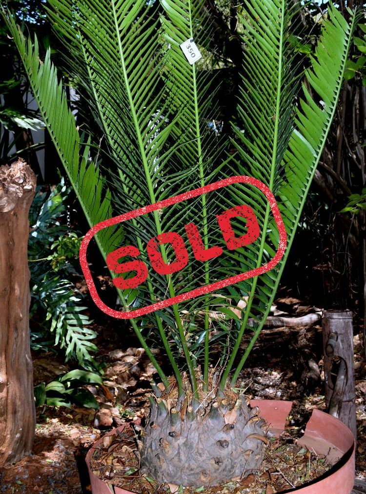 Lebombo Cycad