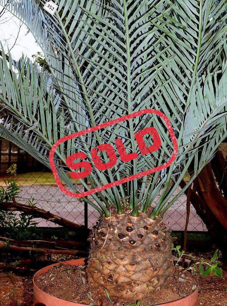 Karoo Cycad