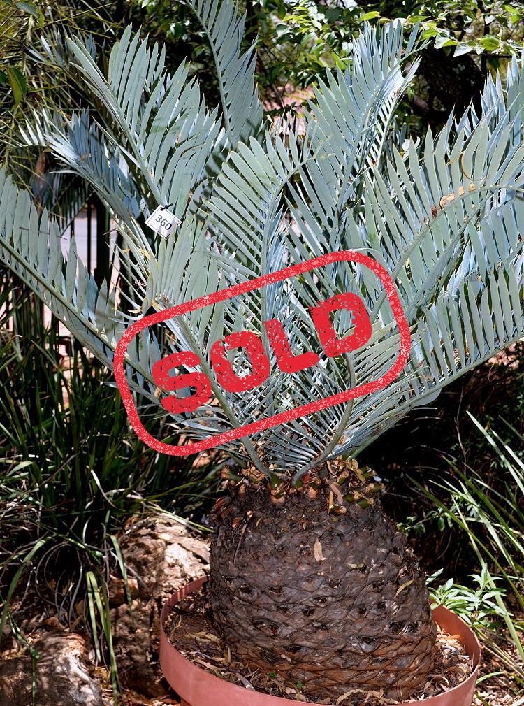 Karoo Cycad