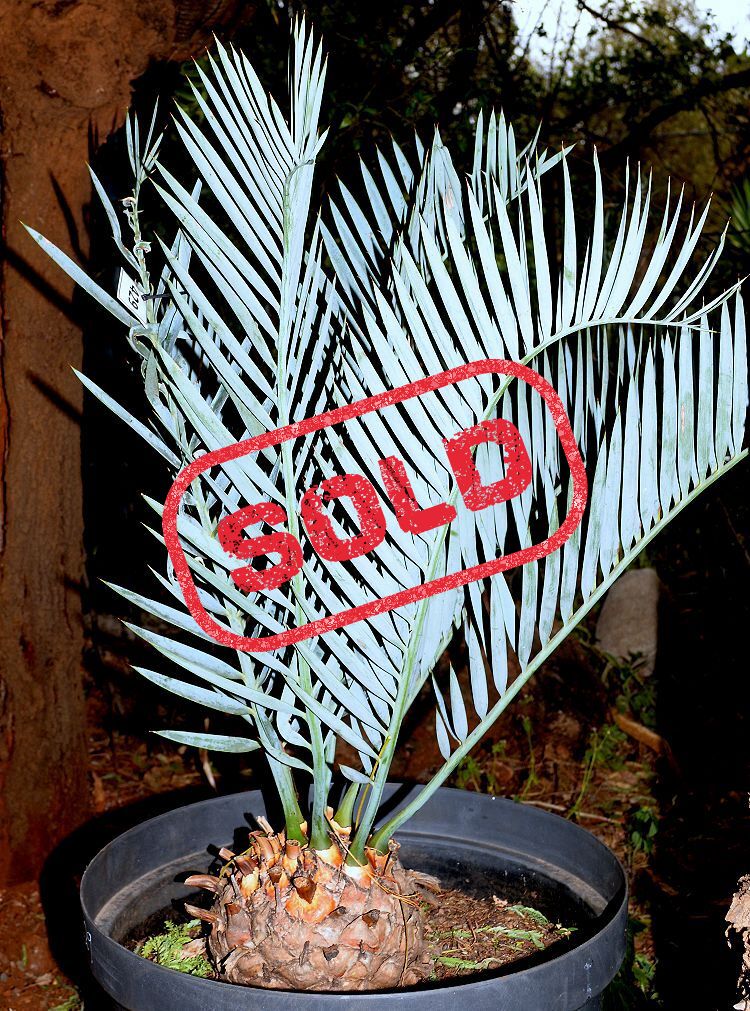 Karoo Cycad