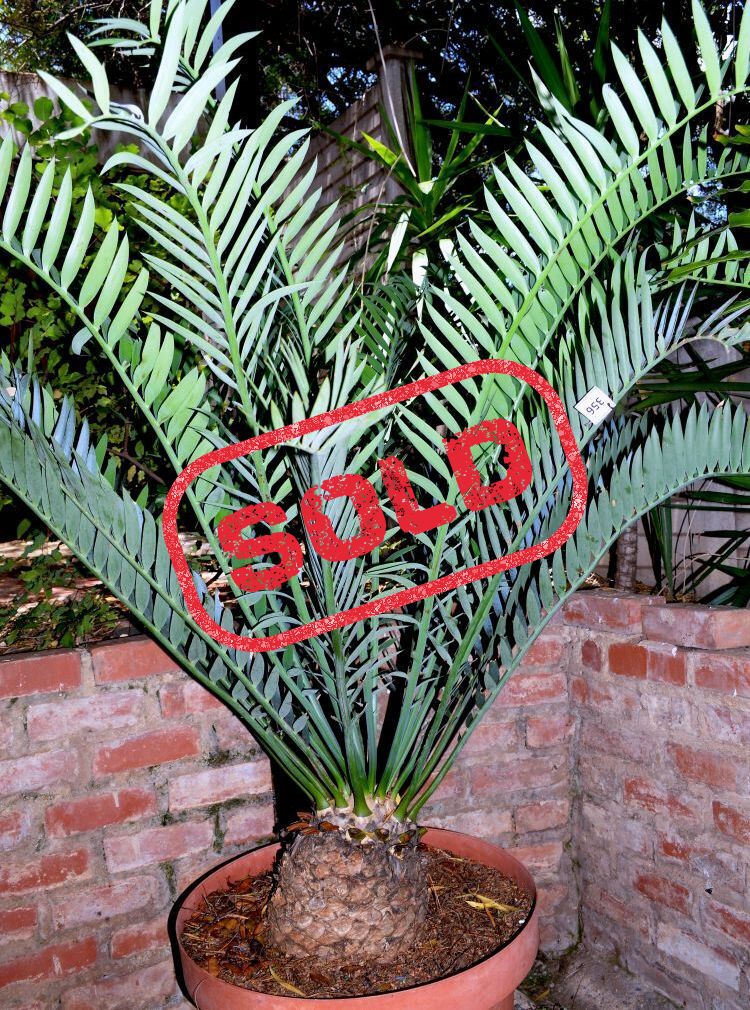 Suurberg Cycad