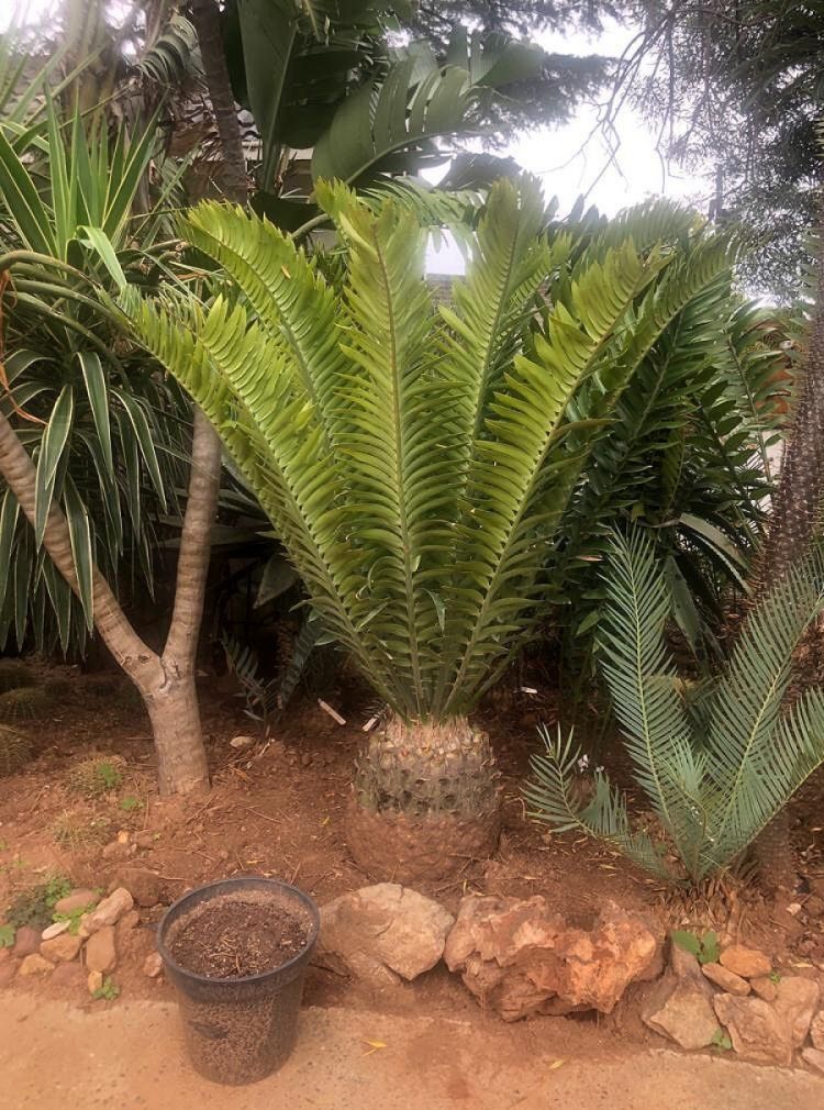 Albany Cycad