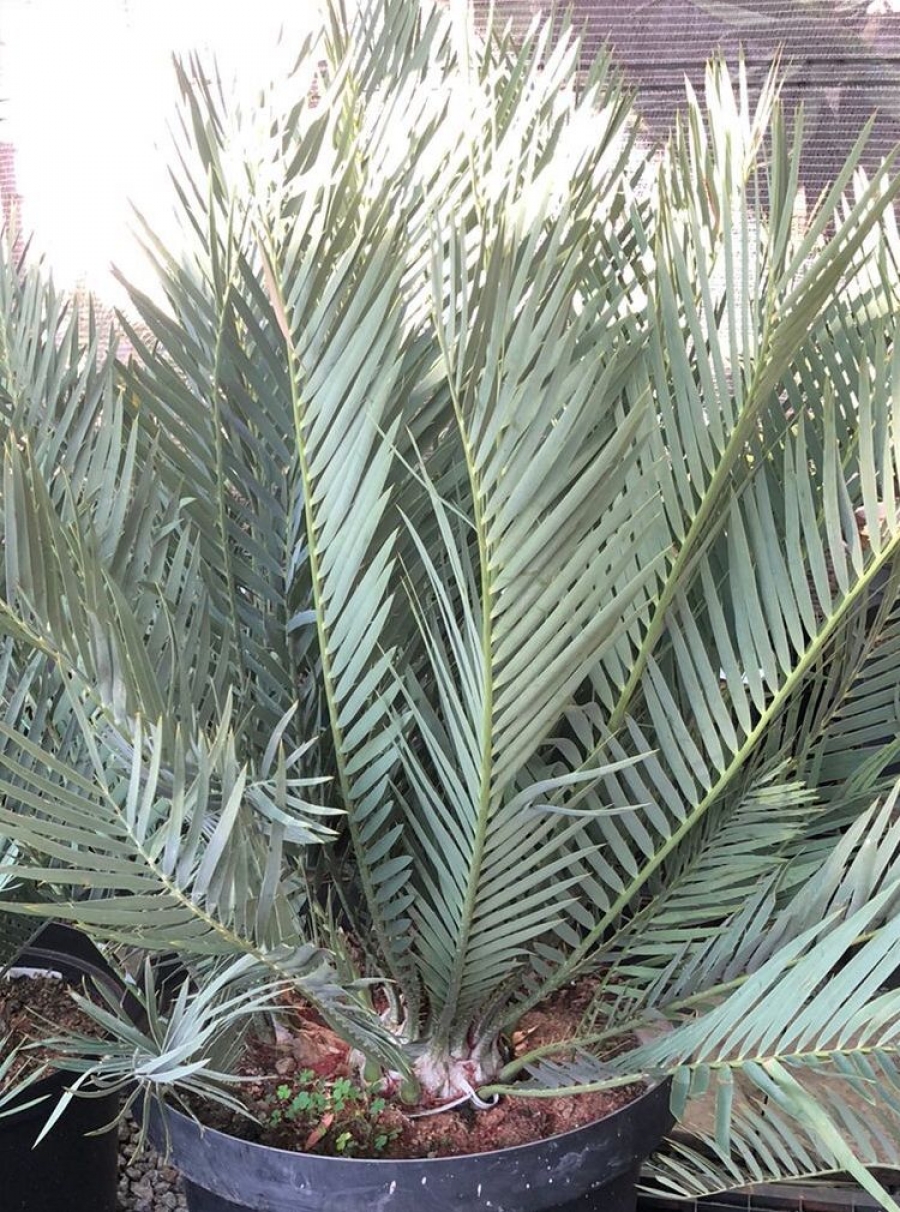 Lillie Cycad