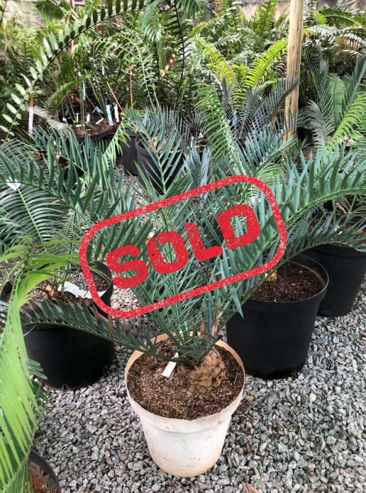 Bushman’s River Cycad