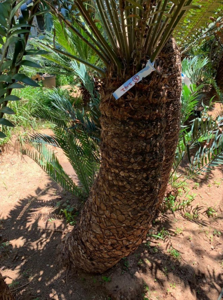 Natal Giant Cycad