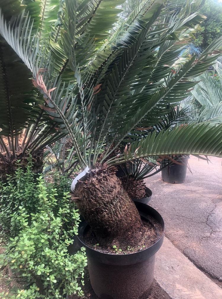 Waterberg Cycad