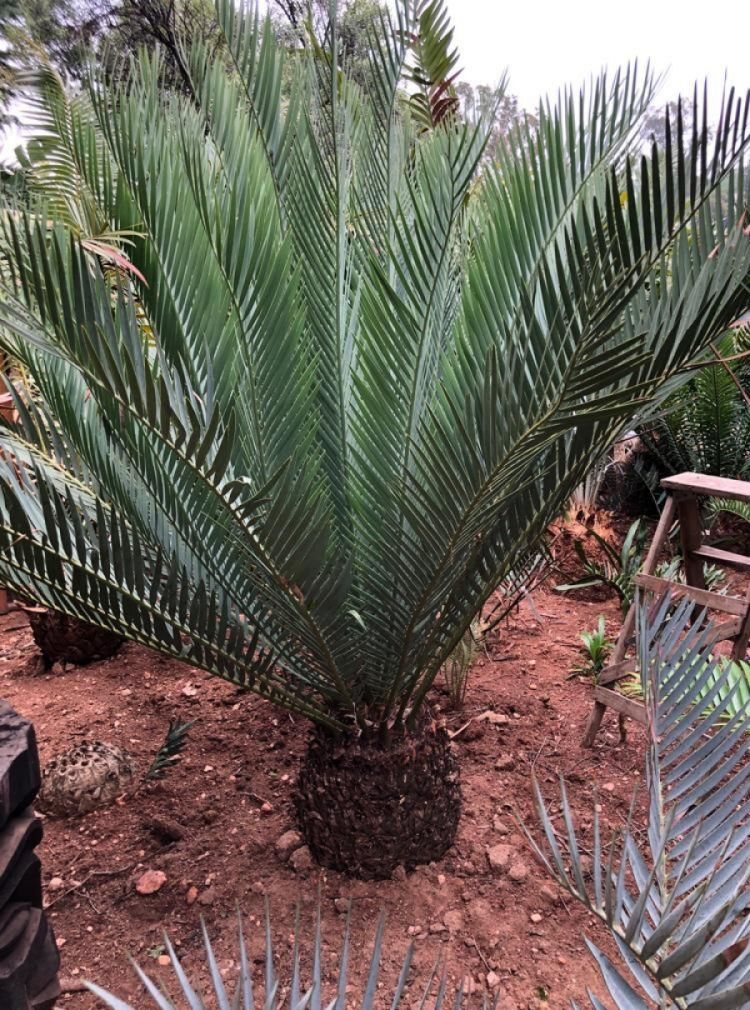 Lillie Cycad