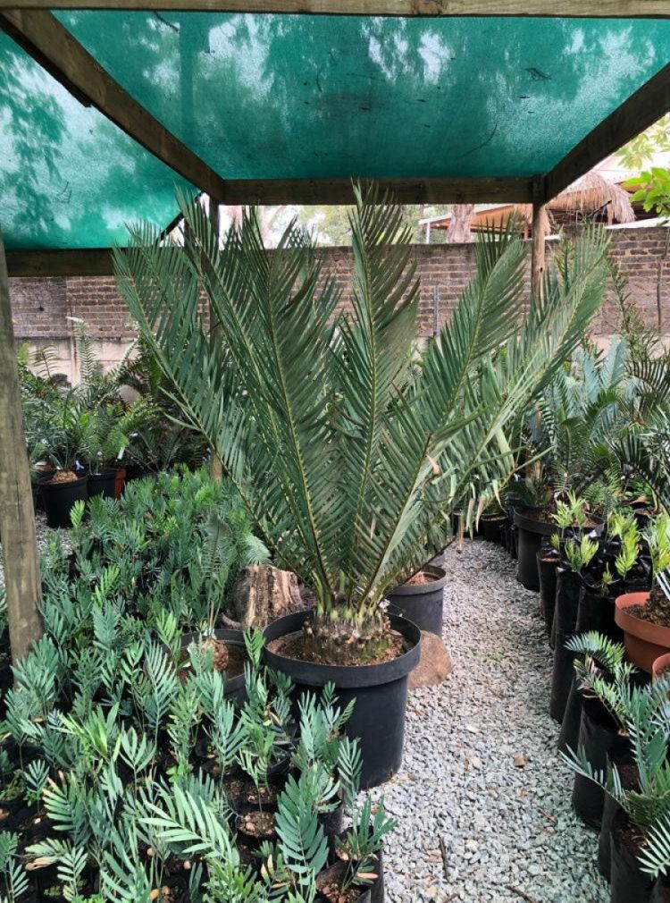 Lillie Cycad