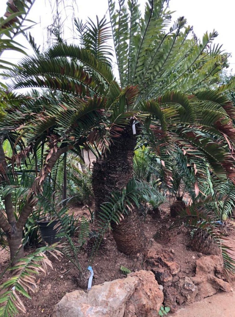 Suurberg Cycad