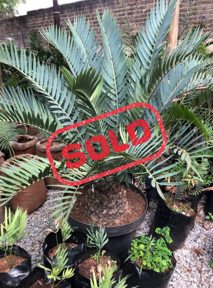 Suurberg Cycad